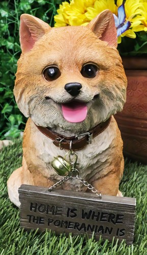 Adorable pet pal pomeranian - pet,