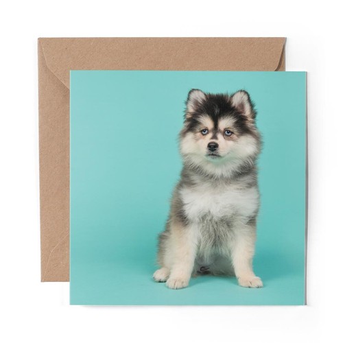 Blank greeting card pomsky - blank,