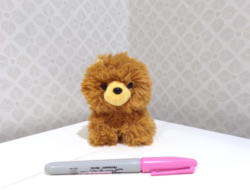 Brown pomeranian dog puppy - pomeranian,