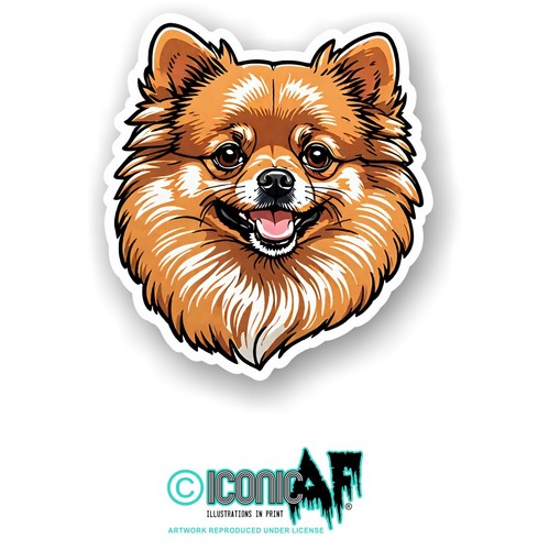 Pomeranian pet puppy dog - pomeranian,