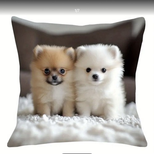 Cute pomeranian puppies - cute,
