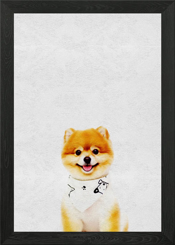 Pet cute puppy pomeranian - cute,