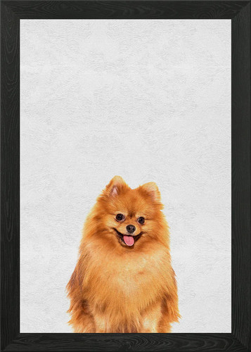 Cute pet puppy - pet, pomeranian