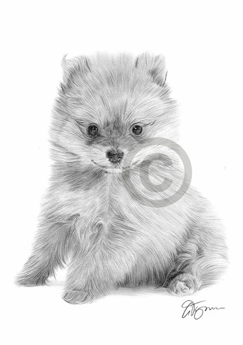 Pomeranian puppy art - puppy, pencil