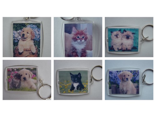 Cute cats kittens dogs - kittens,