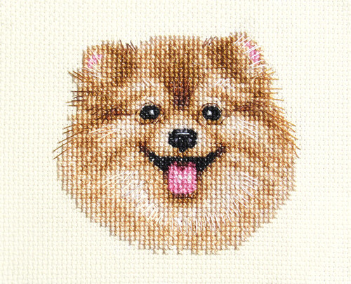 Pomeranian dog puppy full - pomeranian, dog,