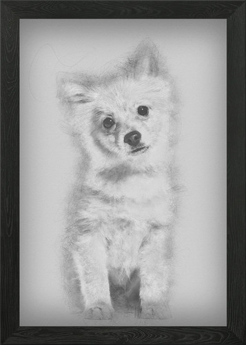 Pomeranian puppy months - puppy, 5