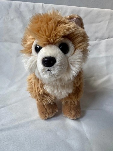 Aurora miyoni pomeranian - aurora,