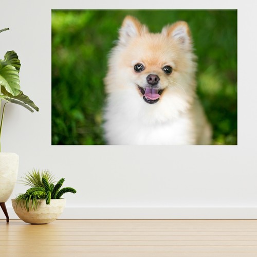 Pomeranian puppy dog pet - dog,