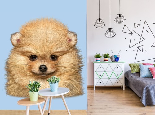Pomeranian puppy b960 - pomeranian,