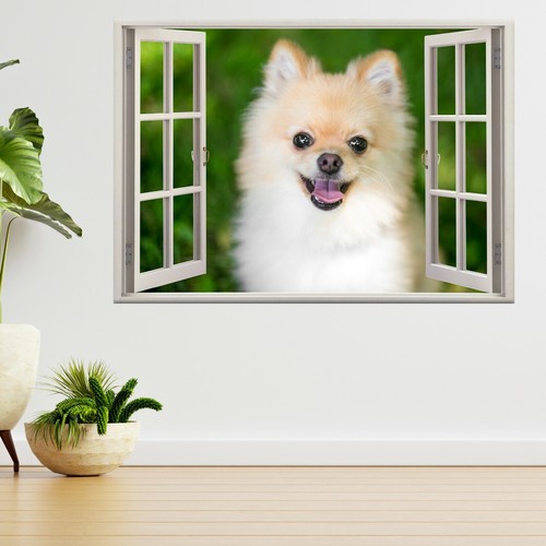 Pomeranian puppy dog - dog, pet