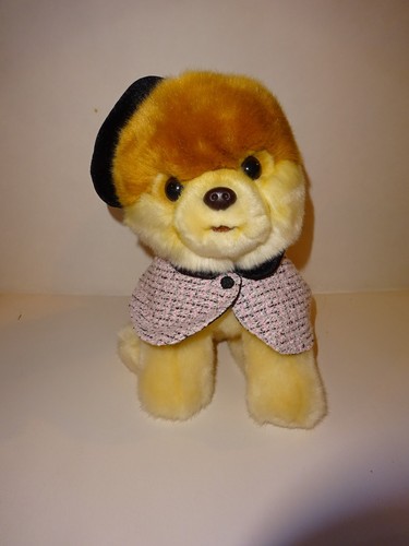 Pomeranian puppy dog - puppy, hat