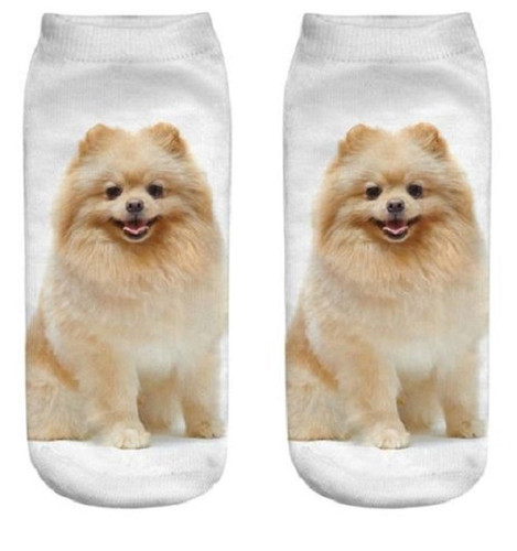 Pomeranian cute dog trainer - cute,