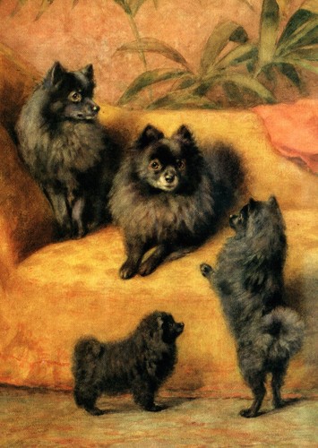 Pomeranian dog greeting - pomeranian,