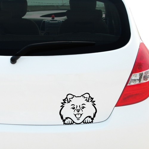 Peeking pomeranian vinyl - peeking, decal