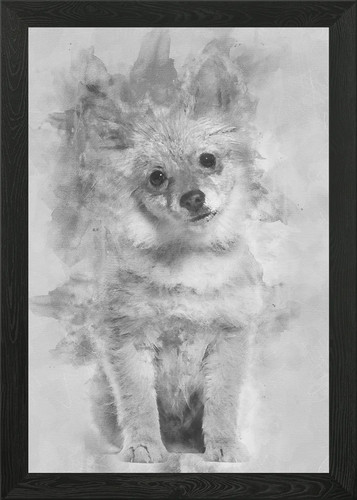 Pomeranian puppy months - pomeranian,