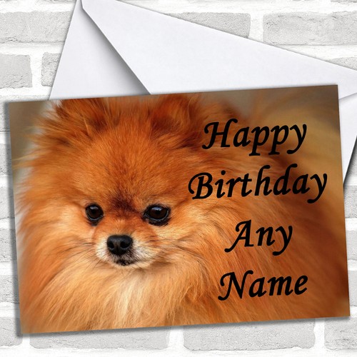 Pomeranian puppy dog birthday - dog,