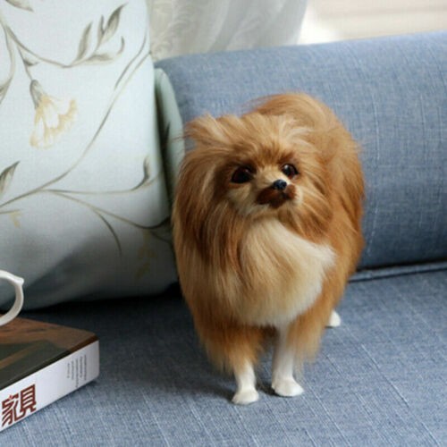 Life like realistic pomeranian - life,