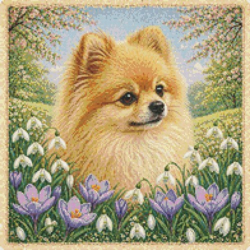 Pomeranian puppy dog - pomeranian,