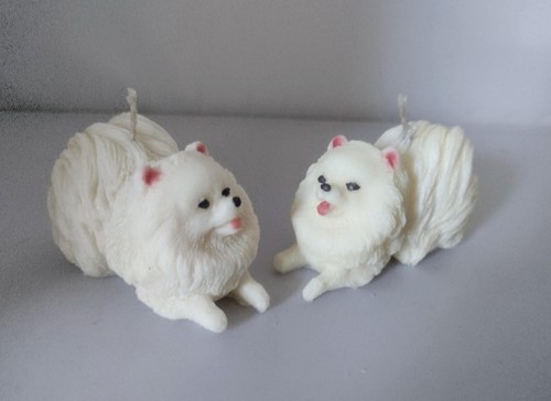Cute white pomeranian - white, spitz