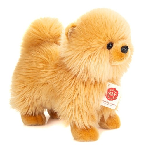 Pomeranian teddy hermann - hermann,