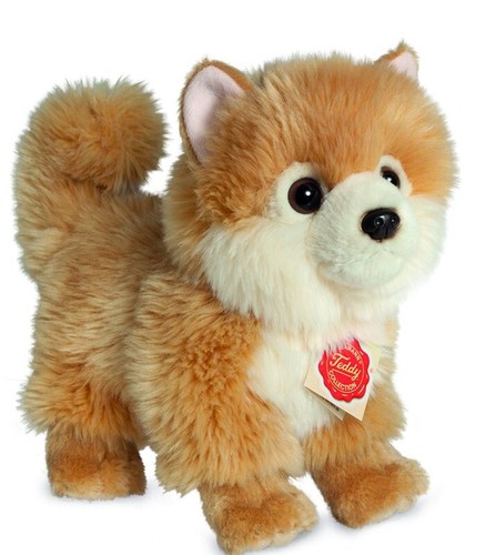 Pomeranian teddy hermann - pomeranian,