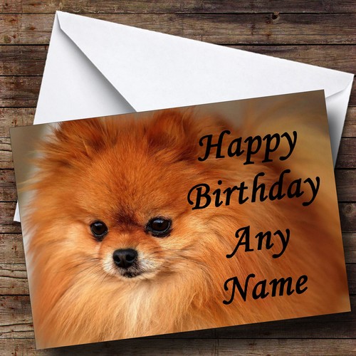 Pomeranian puppy dog - pomeranian,