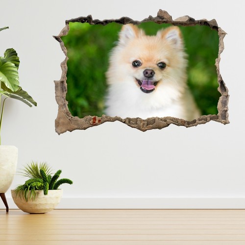 Pomeranian puppy dog pet - pomeranian,