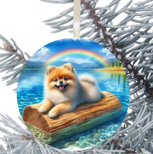 Pomeranian dog puppy - dog,