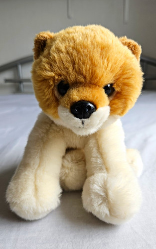 Pomeranian dog puppy soft - dog,